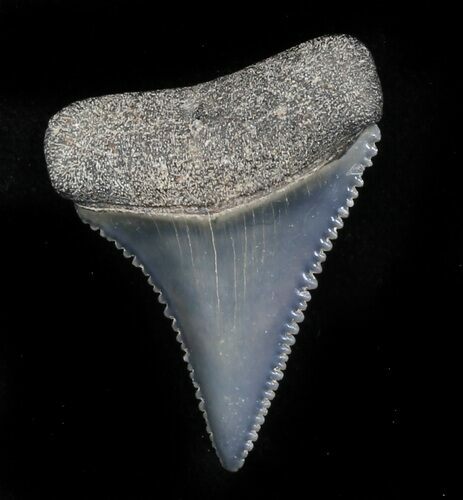 Beautiful, Fossil Great White Shark Tooth - Florida #34778